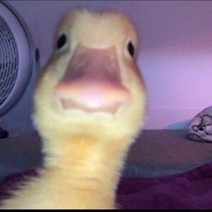 Meet your Posher, Sofia